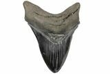 Serrated, Fossil Megalodon Tooth - Huge Tooth #134284-1